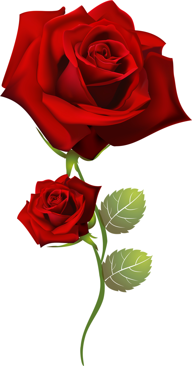 Red Roses Two Blooms PNG Image