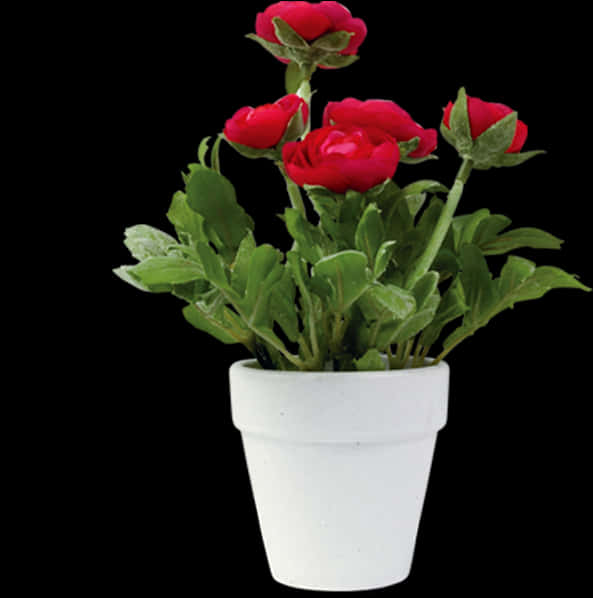 Red Rosesin White Flower Pot PNG Image