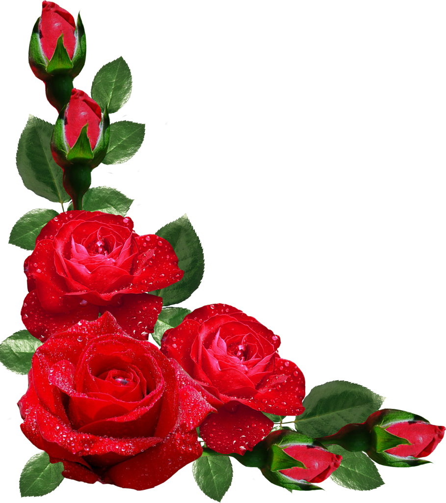 Red Roseswith Dew Drops.png PNG Image