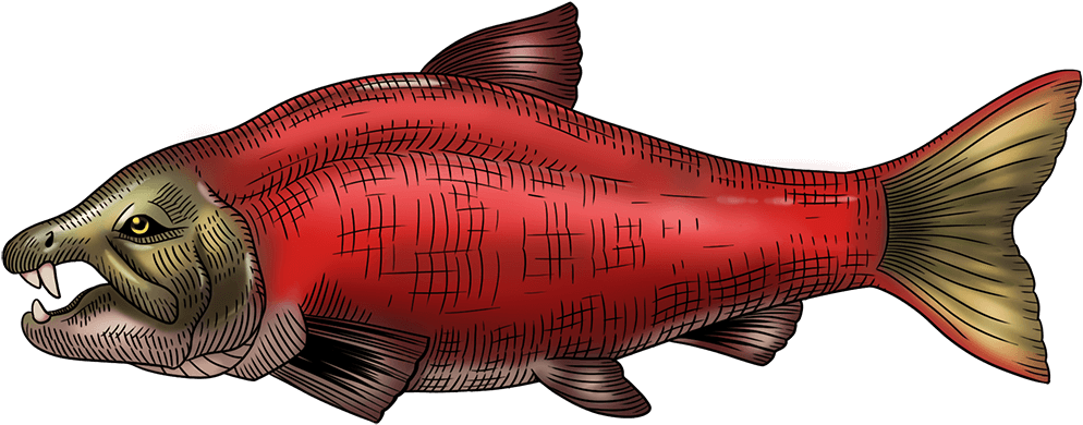 Red Salmon Illustration PNG Image