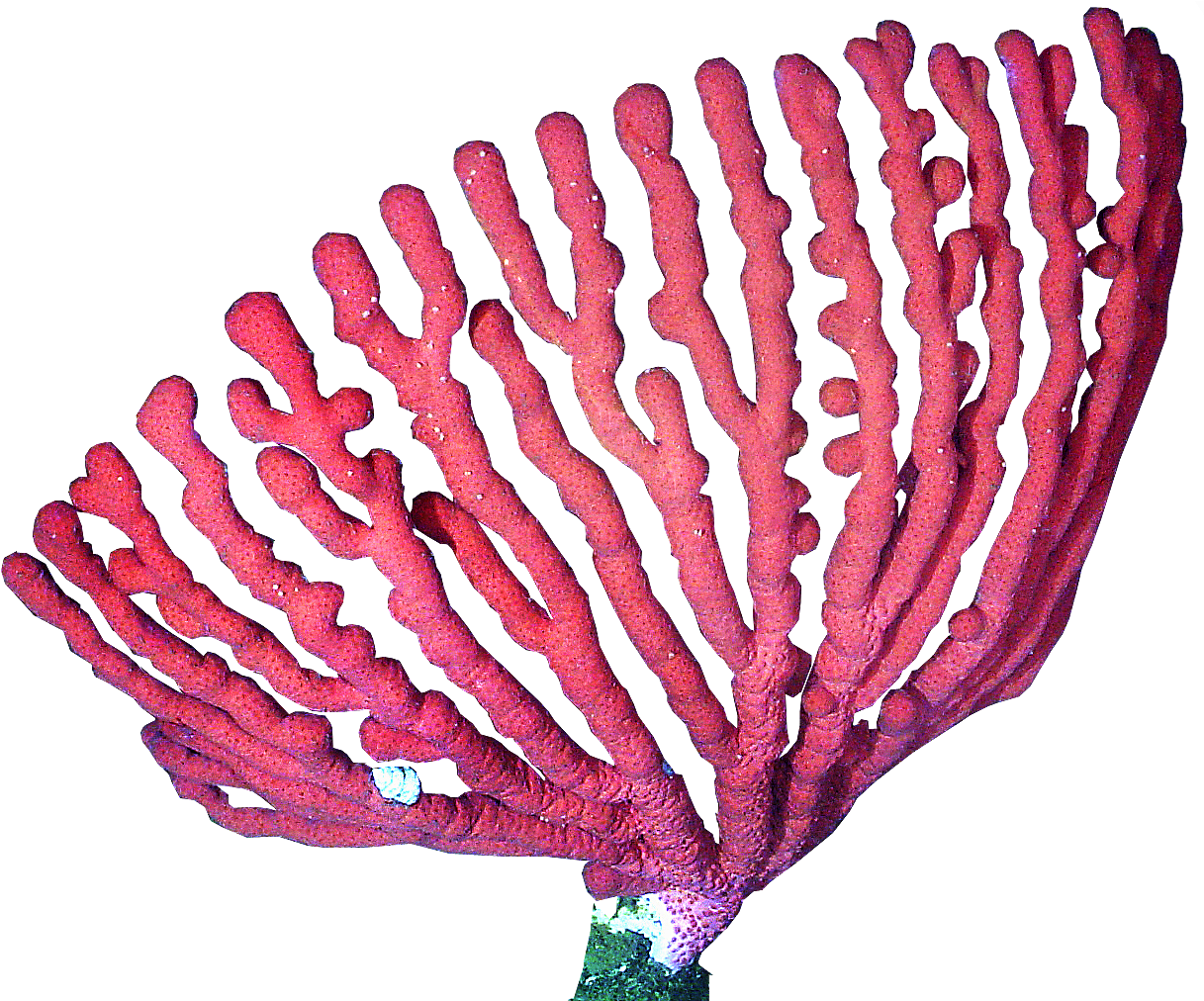 Red Sea Fan Coral PNG Image