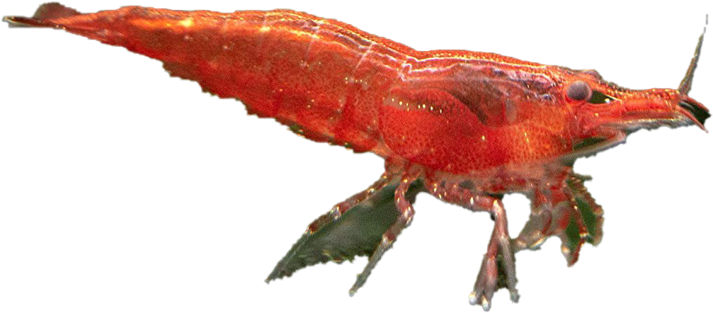 Red Shrimp Side View PNG Image