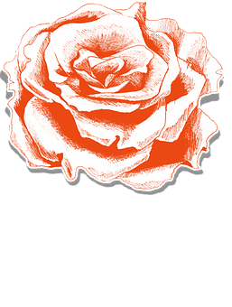 Red Sketch Rose Artwork PNG Image