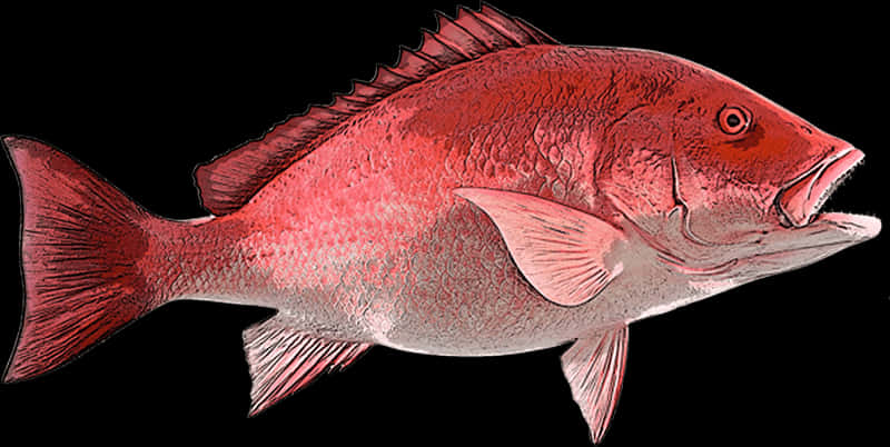 Red Snapper Fish Illustration PNG Image