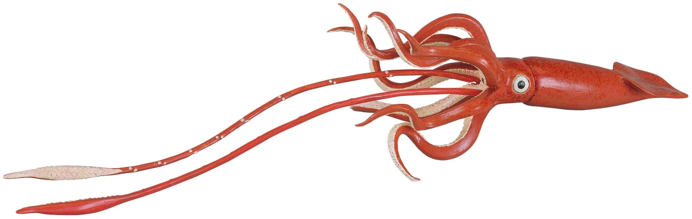 Red Squid Swimming PNG Image