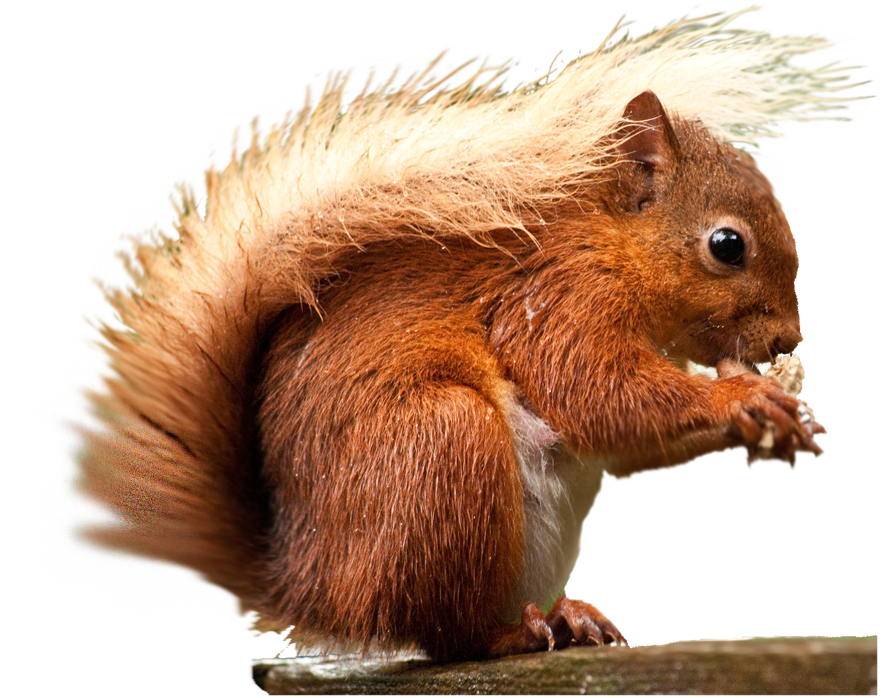 Red Squirrel Eating Nut PNG Image