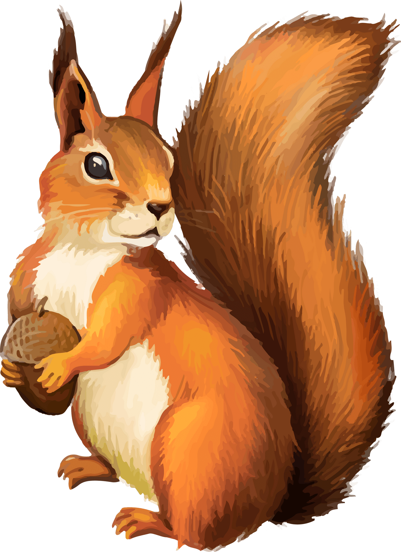 Red Squirrel Holding Nut Illustration PNG Image