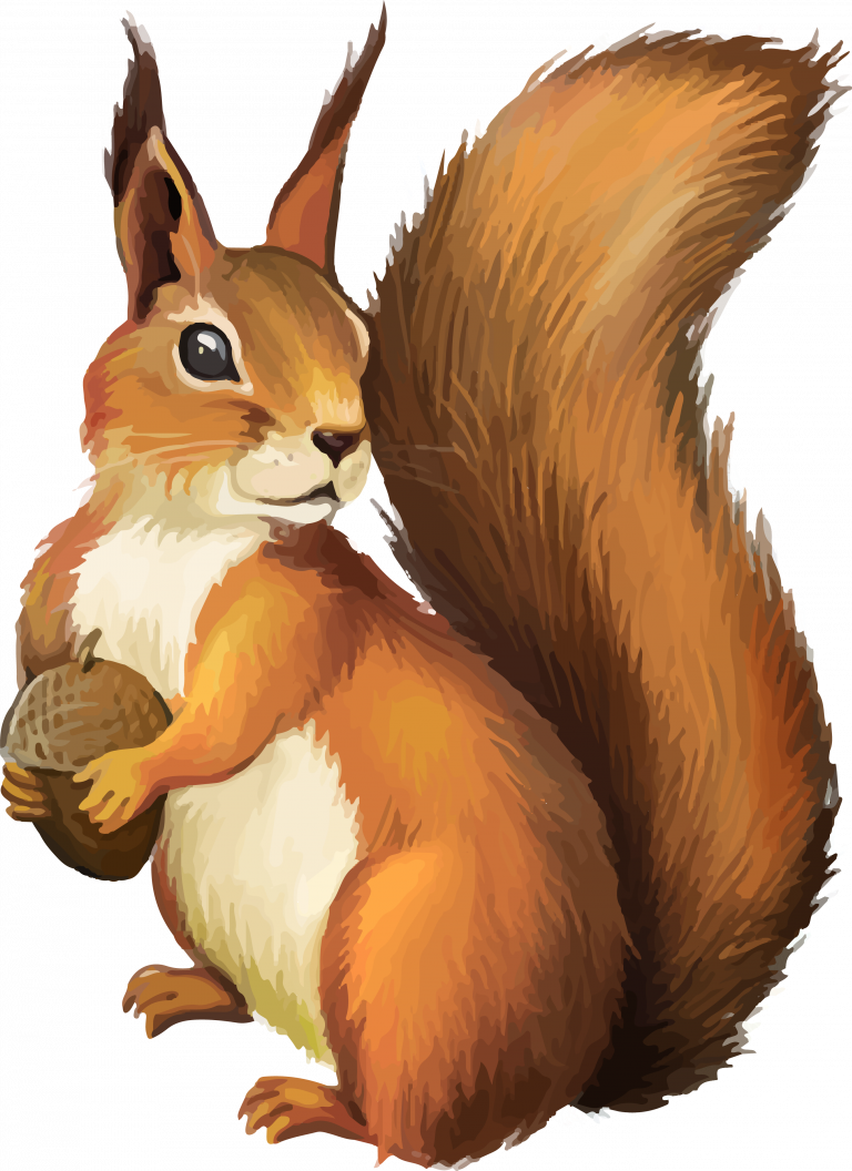 Red Squirrel Holding Nut PNG Image