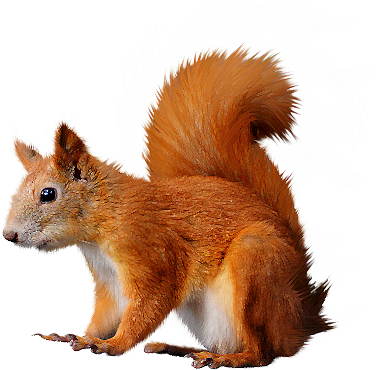 Red Squirrel Illustration.png PNG Image