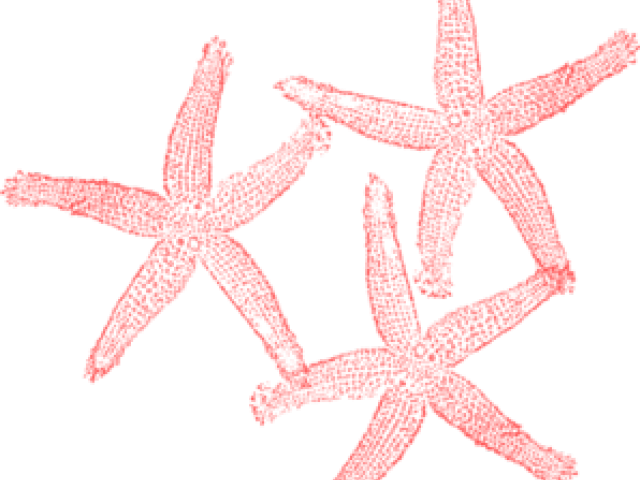 Red Starfish Clipart PNG Image