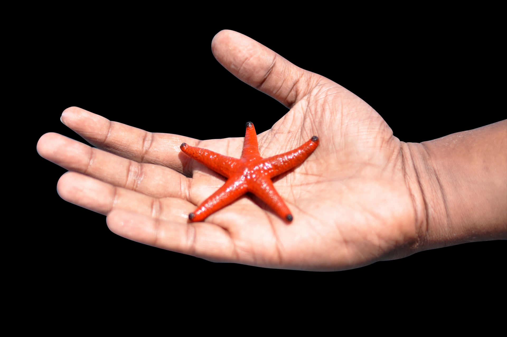 Red Starfishin Hand PNG Image