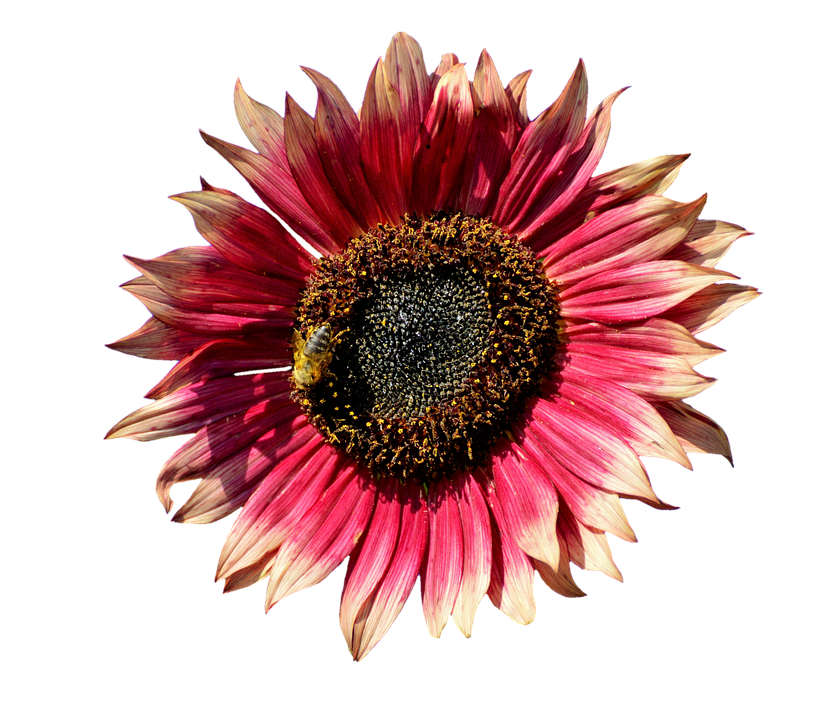 Red Sunflowerwith Bee.png PNG Image