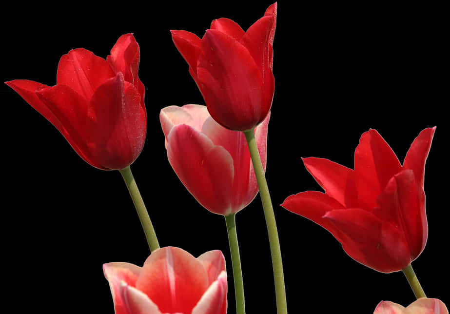 Red Tulips Black Background PNG Image