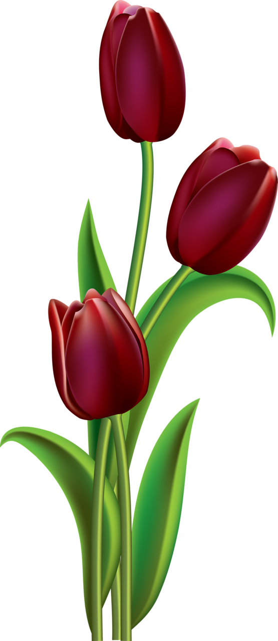 Red Tulips Illustration PNG Image