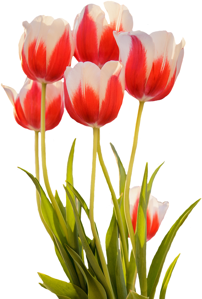 Red White Tulips Bouquet PNG Image