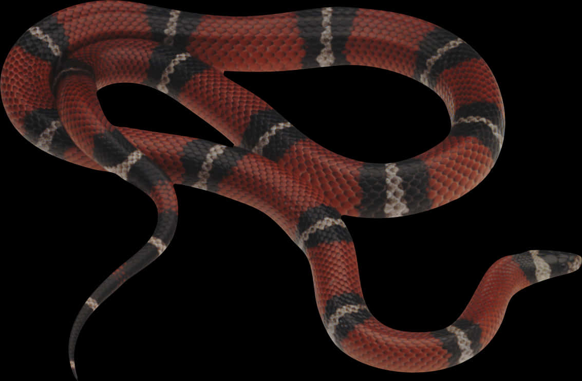 Redand Black Snake Curled PNG Image