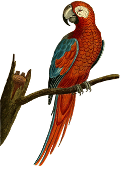 Redand Blue Macaw Perched PNG Image