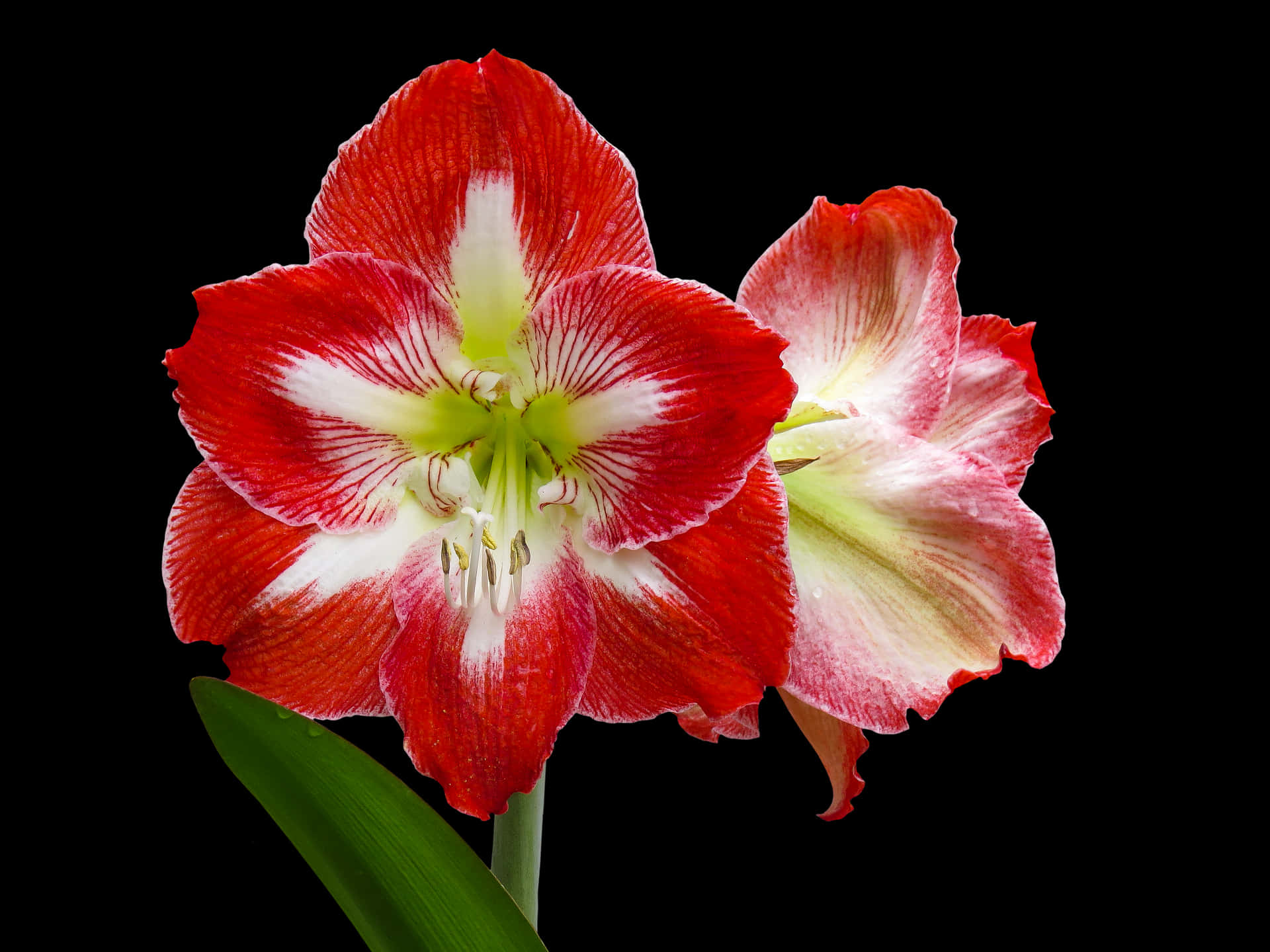 Redand White Amaryllis Flower PNG Image