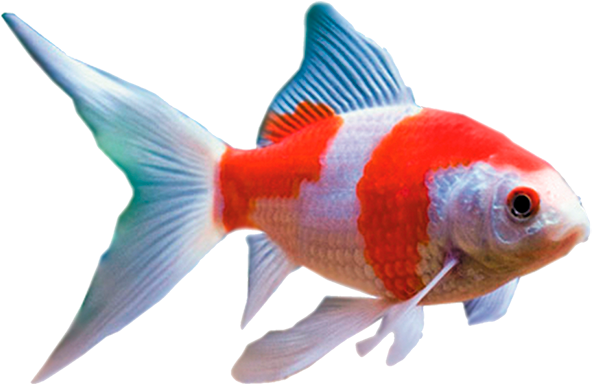 Redand White Comet Goldfish.png PNG Image