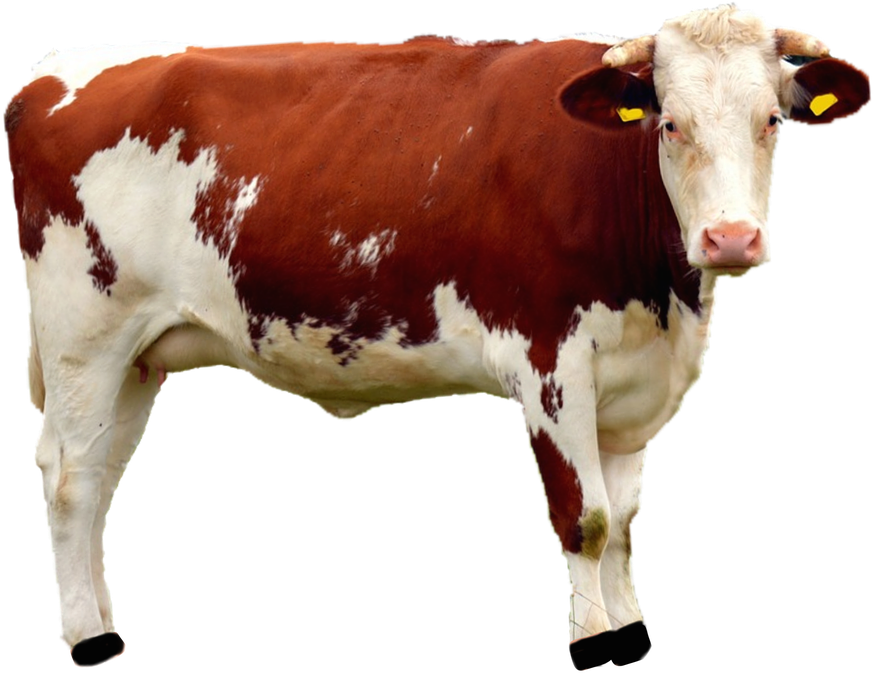 Redand White Cow Standing PNG Image