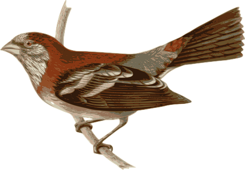 Reddish Brown Bird Illustration PNG Image