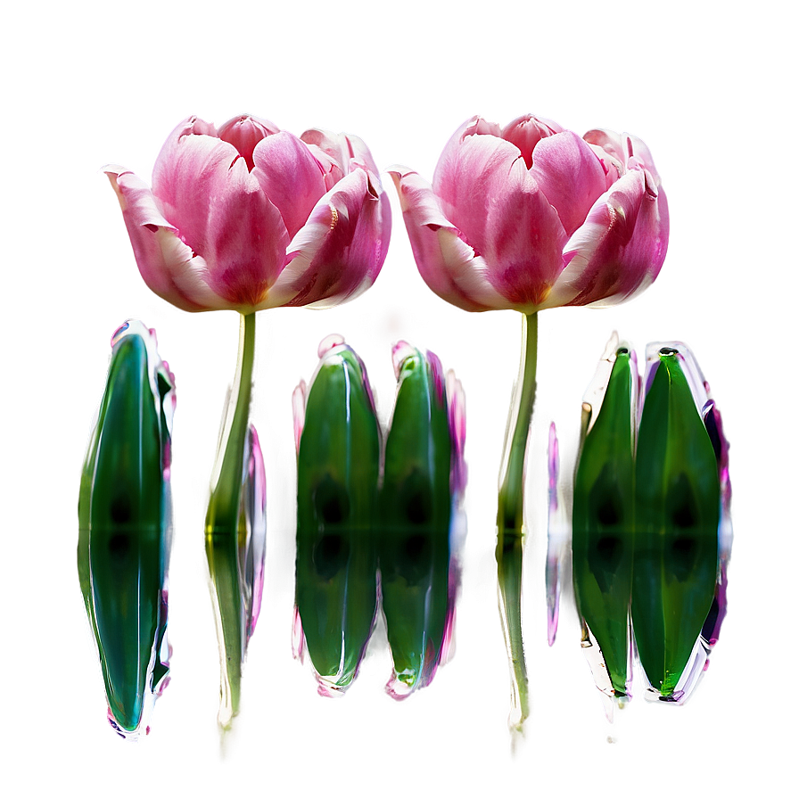 Reflection Of Tulips Png 05242024 PNG Image