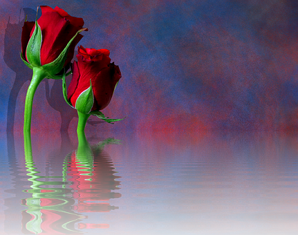 Reflective Red Roses Artistic Background.jpg PNG Image