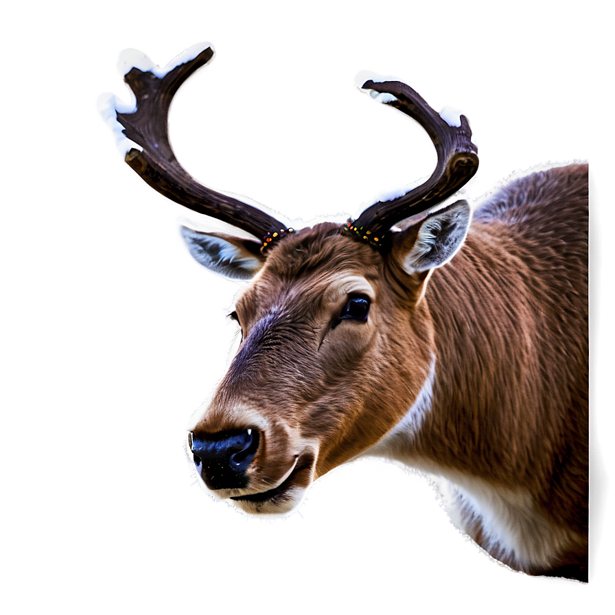 Reindeer Face Png 83 PNG Image