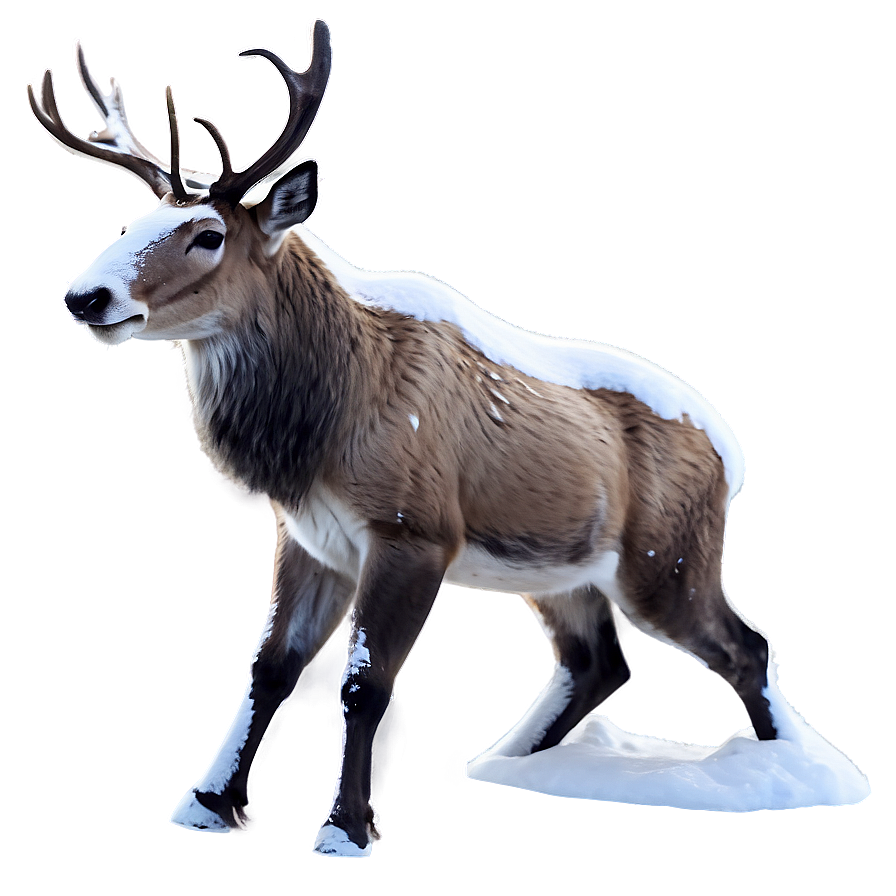 Reindeer In Snow Png 05212024 PNG Image