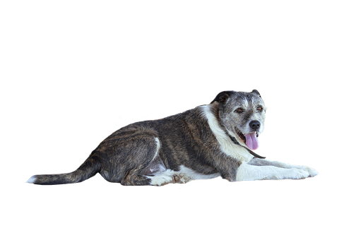 Relaxed Dog Black Background.png PNG Image