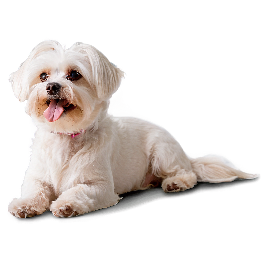 Relaxed Maltese Lying Down Png 06282024 PNG Image