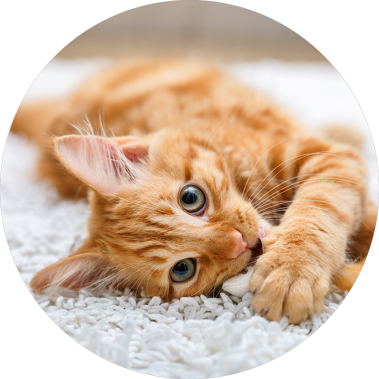 Relaxed Orange Kitten Carpet PNG Image