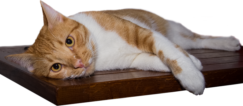 Relaxed Orange Tabby Cat PNG Image