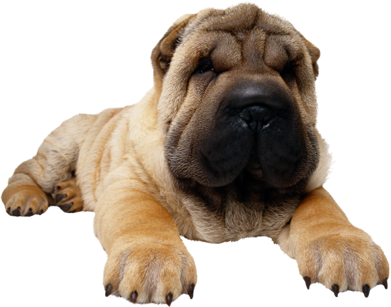 Relaxed Shar Pei Puppy PNG Image