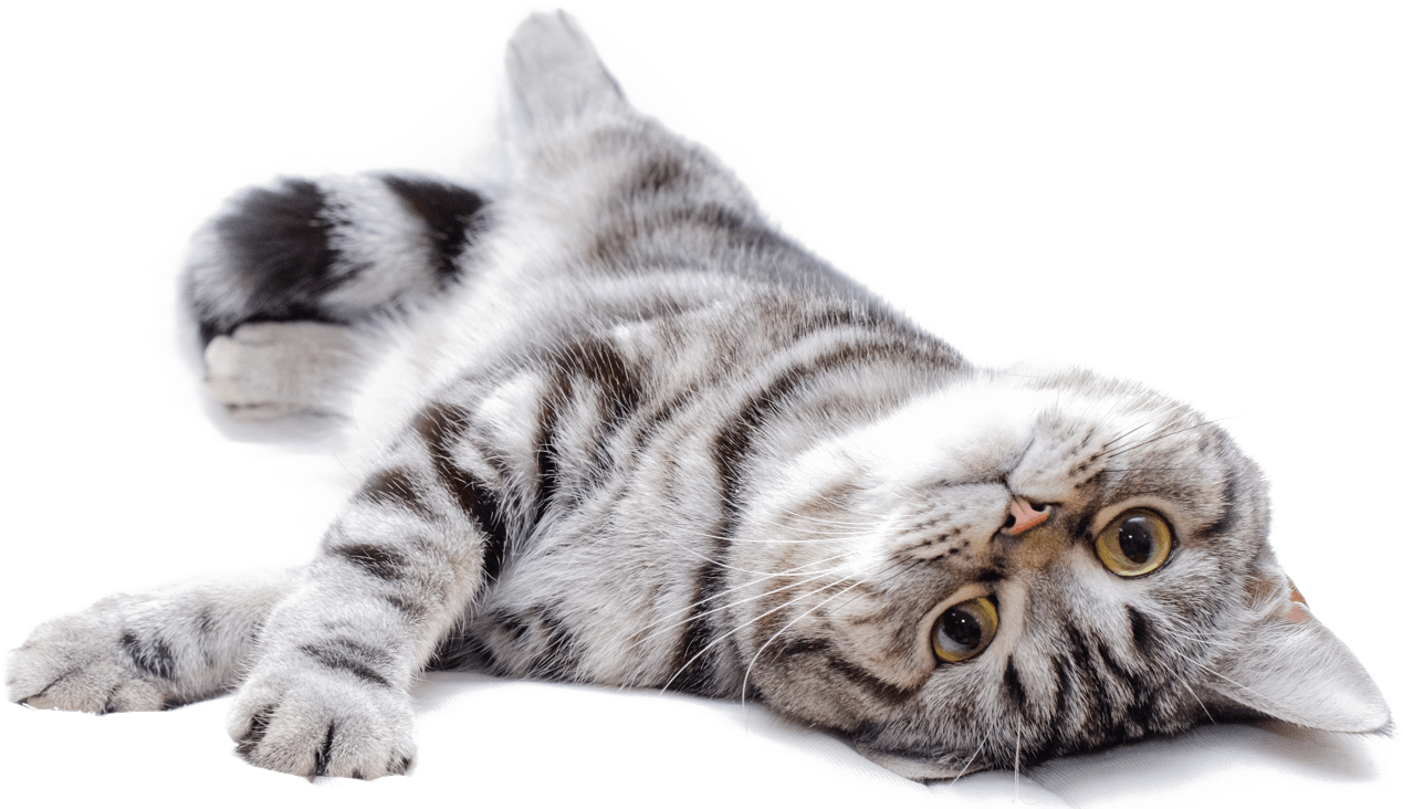 Relaxed Tabby Cat Lying Down.png PNG Image