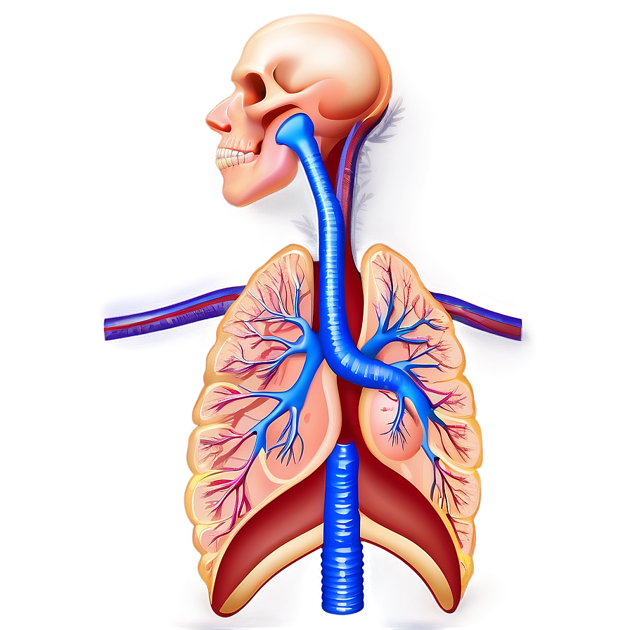 Respiratory System Diagram Png Kks95 PNG Image