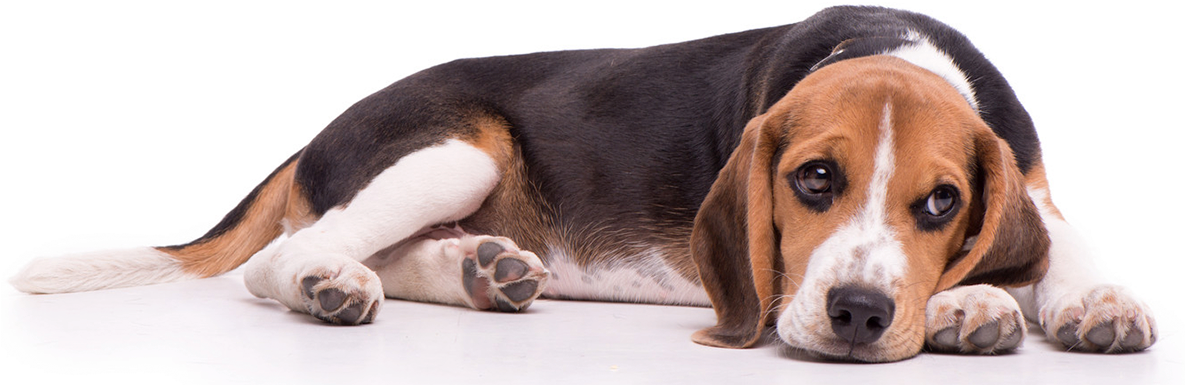 Resting Beagle Artistic Filter PNG Image