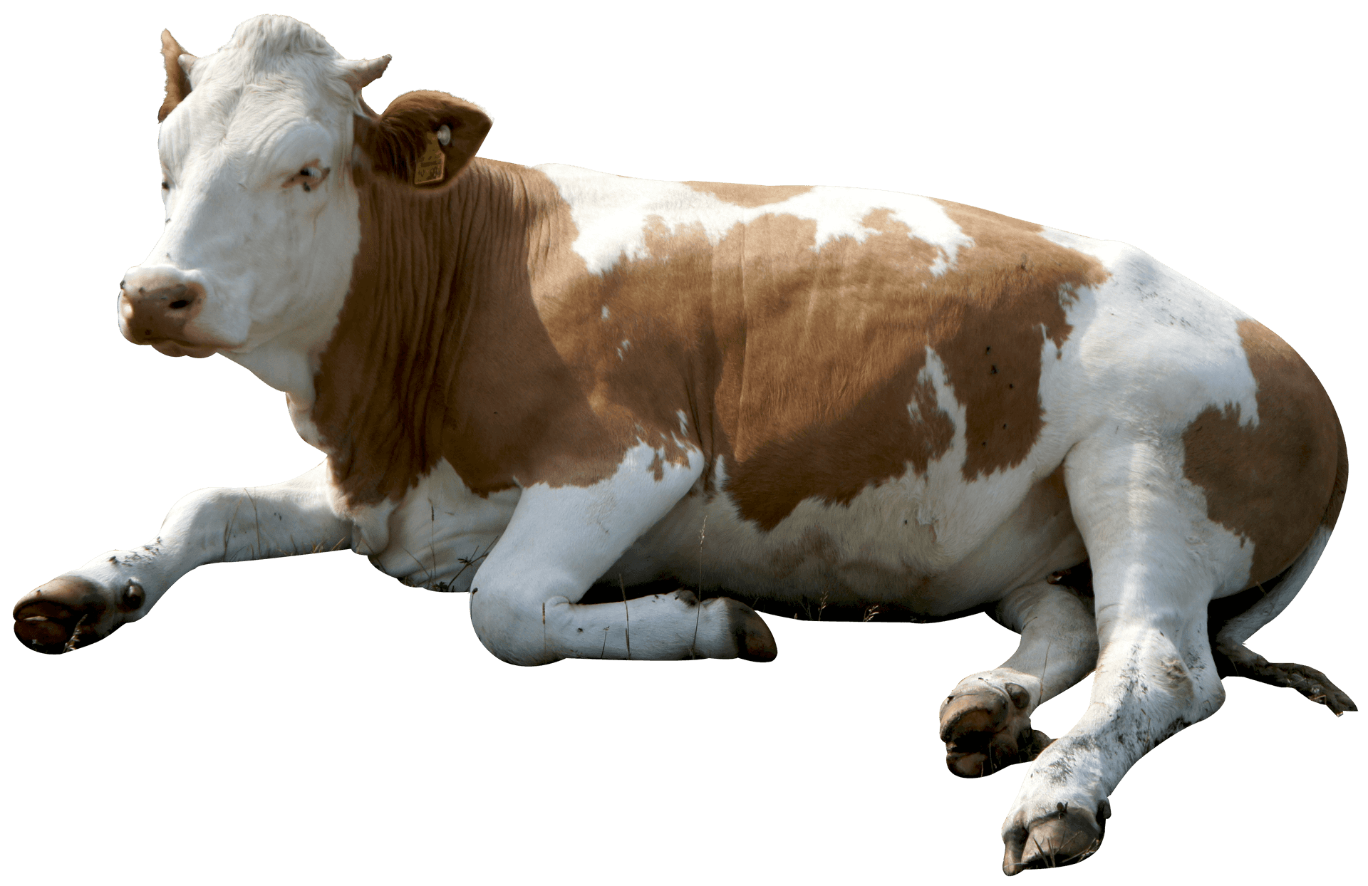 Resting Brown White Cow Transparent Background.png PNG Image