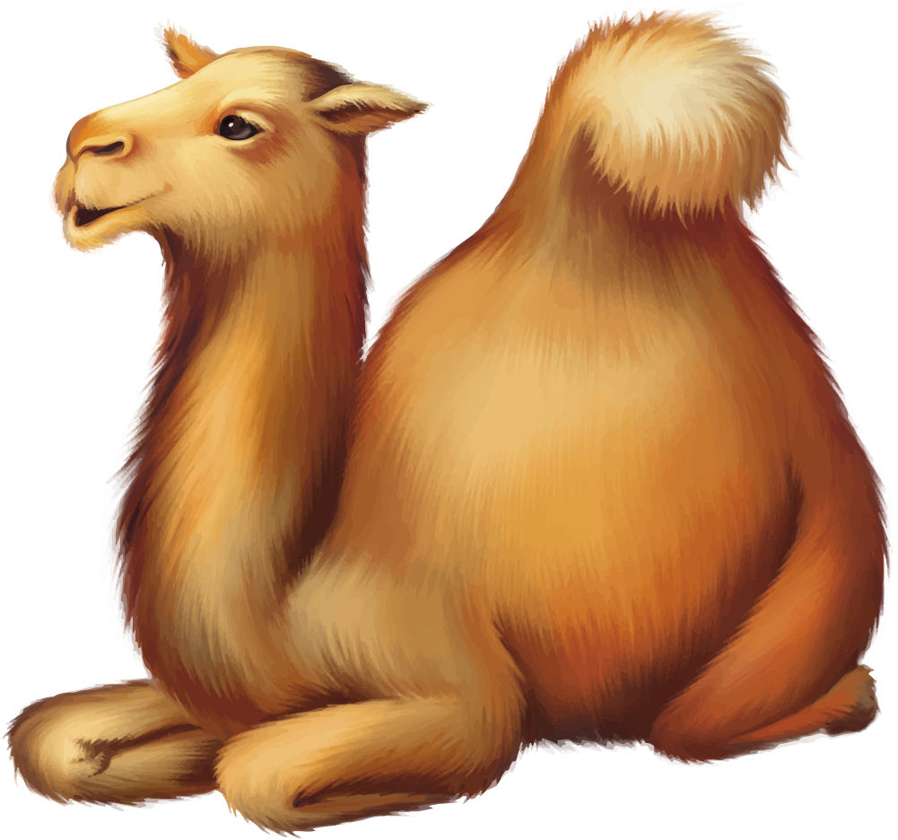 Resting Camel Illustration PNG Image