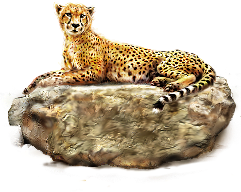 Resting Cheetahon Rock PNG Image