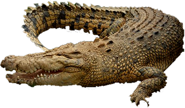 Resting Crocodile Transparent Background PNG Image