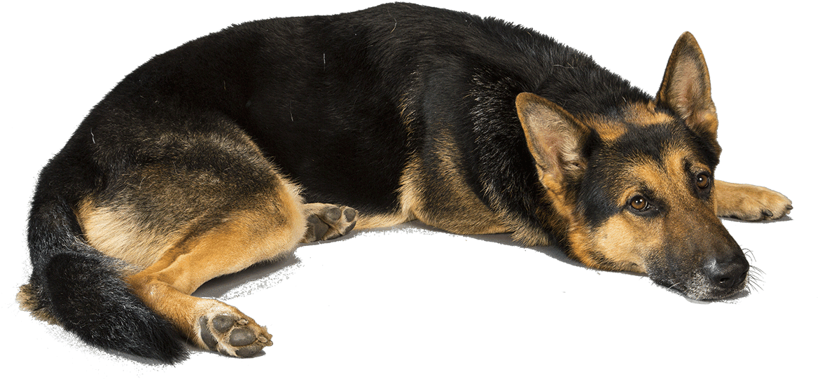 Resting German Shepherd Transparent Background.png PNG Image