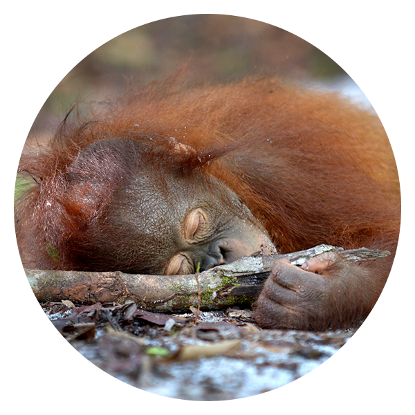 Resting Orangutan Naptime PNG Image