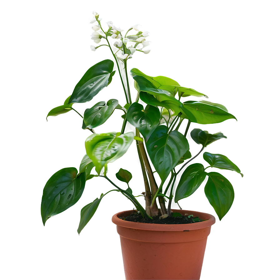 Reviving A Dying Pothos Plant Png 93 PNG Image