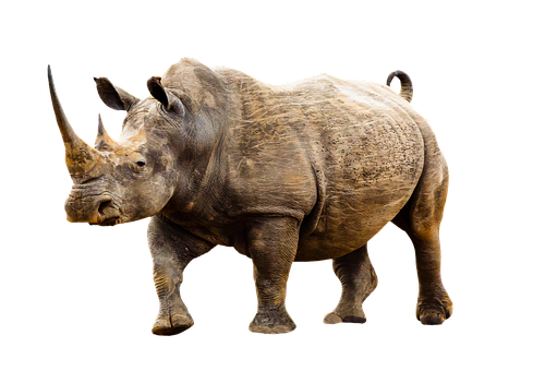 Rhino Isolatedon Black Background PNG Image