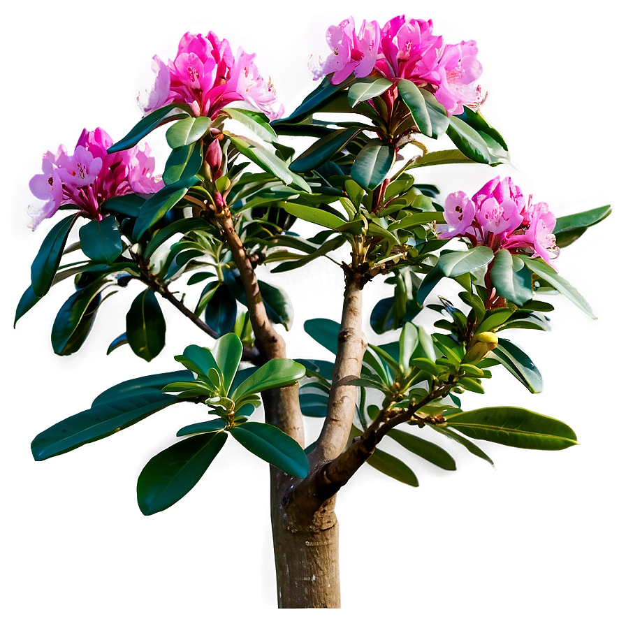 Rhododendron In Bloom Png Wbn30 PNG Image