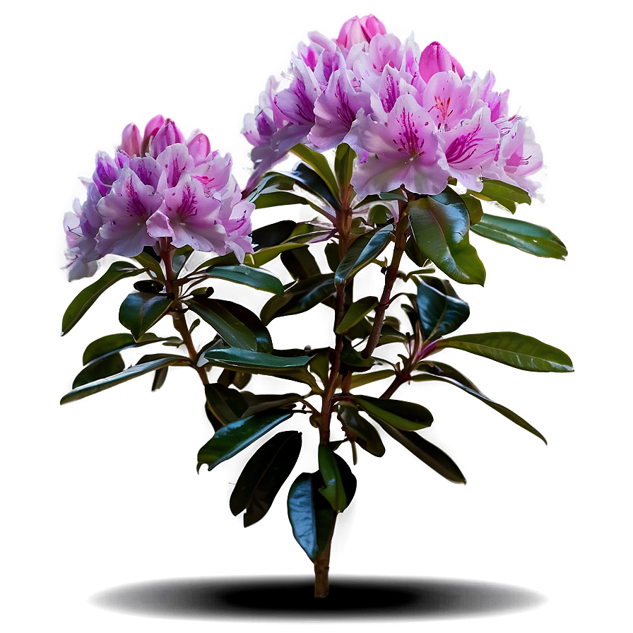 Rhododendron Plant Png 06282024 PNG Image