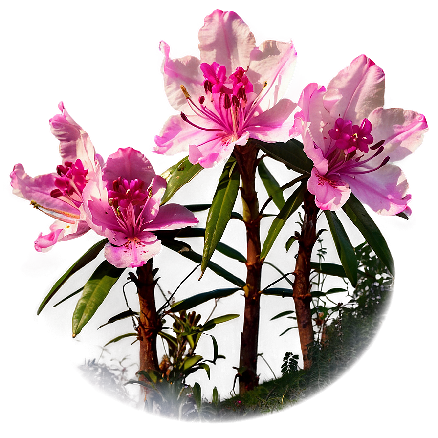 Rhododendron Trail Png Ukn PNG Image