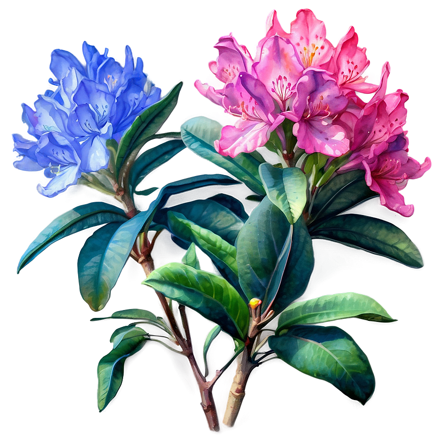 Rhododendron Watercolor Png 77 PNG Image