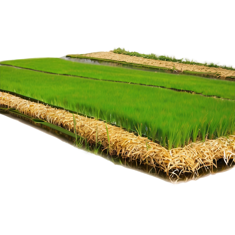 Rice Paddy Png 12 PNG Image